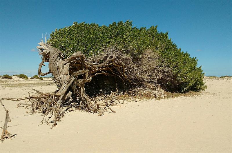 Paisagem de Jericoacoara no litoral do Ceara